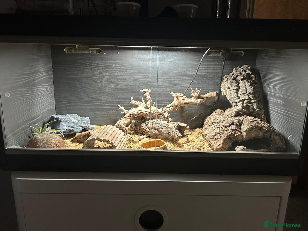 Leopard Gecko reptiles for sale: 2 leopard geckos with setup, 1f 1m - Advert 4