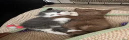 British Shorthair cats for sale: 🏆 bloodlines, Health tested patents, Gccf reg  - Advert 1