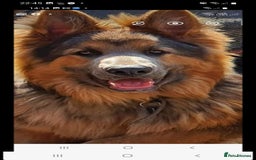 German Shepherd dogs for stud: Blue German shepherd PROVEN  - Image 12