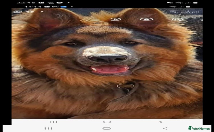 German Shepherd dogs - Advert 8