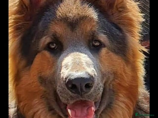 German Shepherd dogs - Advert 16