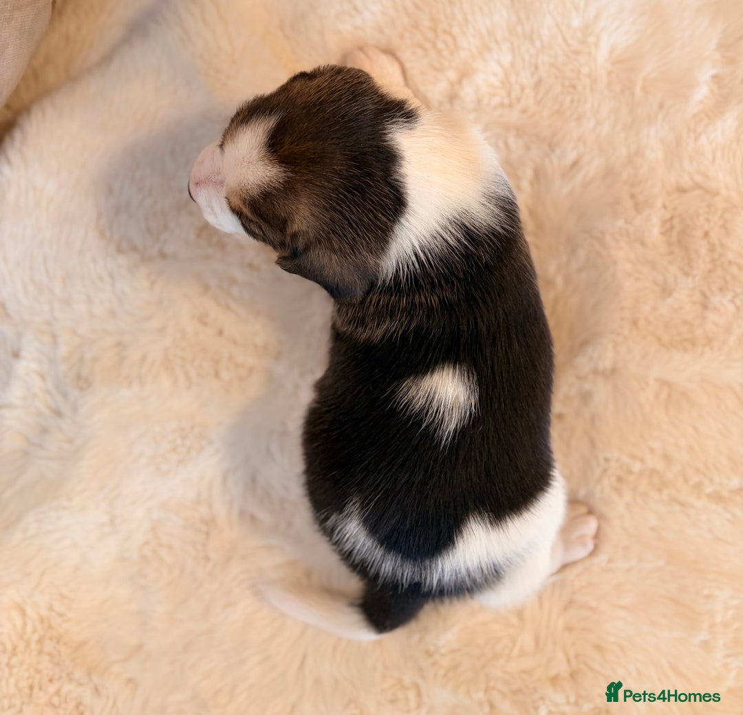 Beagle dogs for sale: ** STUNNING KC 5 GEN TRI COLOUR BEAGLEPUPS ** - Image 4