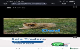 Pomeranian dogs for stud: Very rare merle pomeranian for stud duties - Image 4