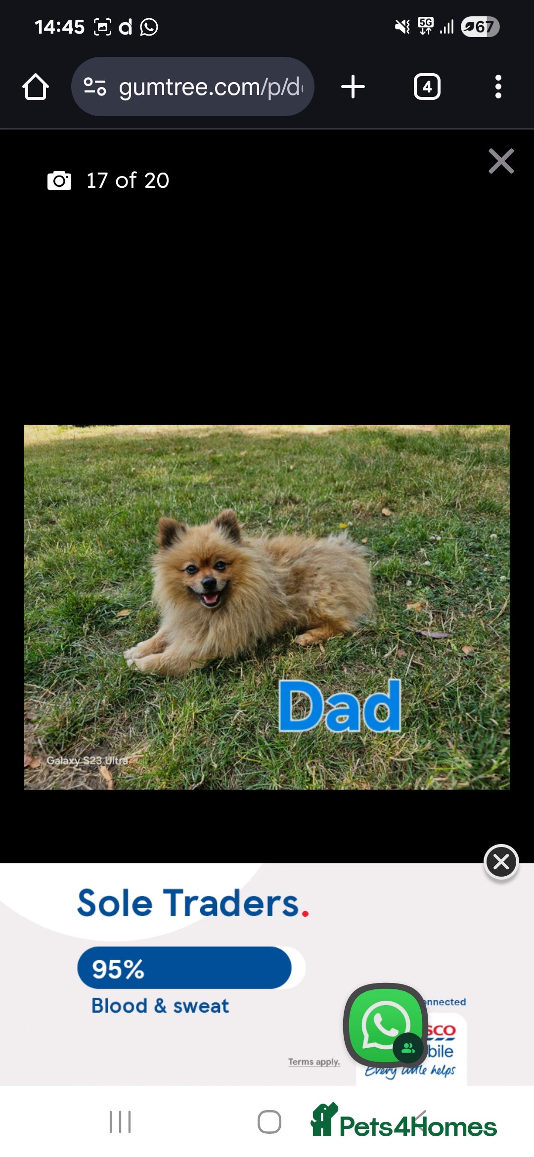 Pomeranian dogs for stud: Very rare merle pomeranian for stud duties - Image 4