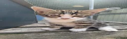 Mixed Breed cats for sale: Beautiful bengal cross kittens in Abbots Langley - Advert 6