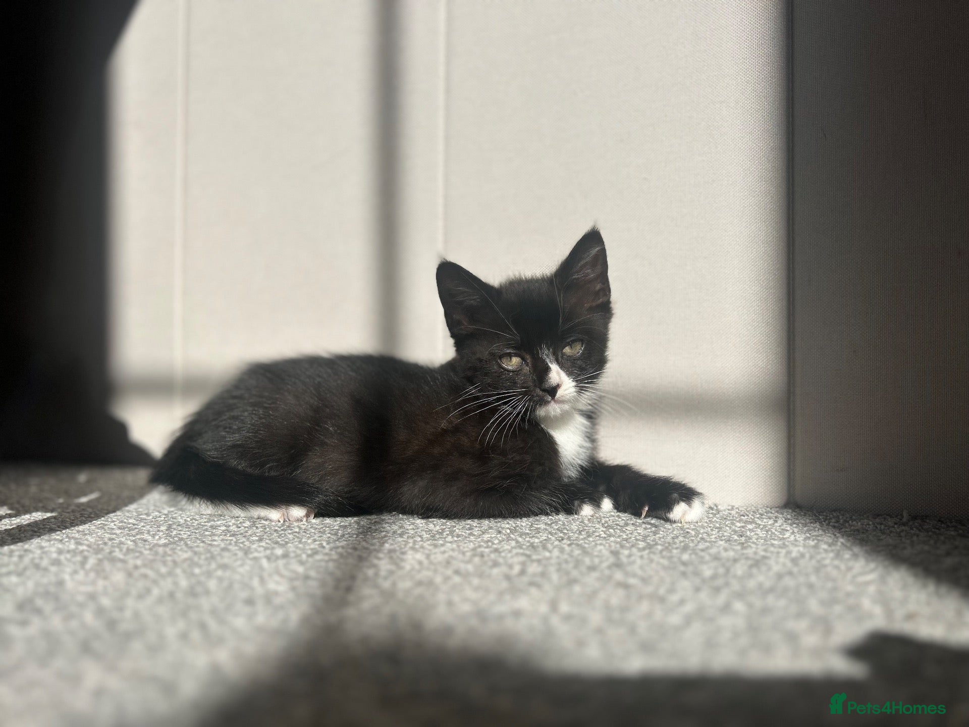 Mixed Breed cats Rescue kittens looking for their forever home! - Advert 13