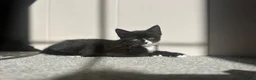 Mixed Breed cats for sale: Rescue kittens looking for their forever home! - Advert 12