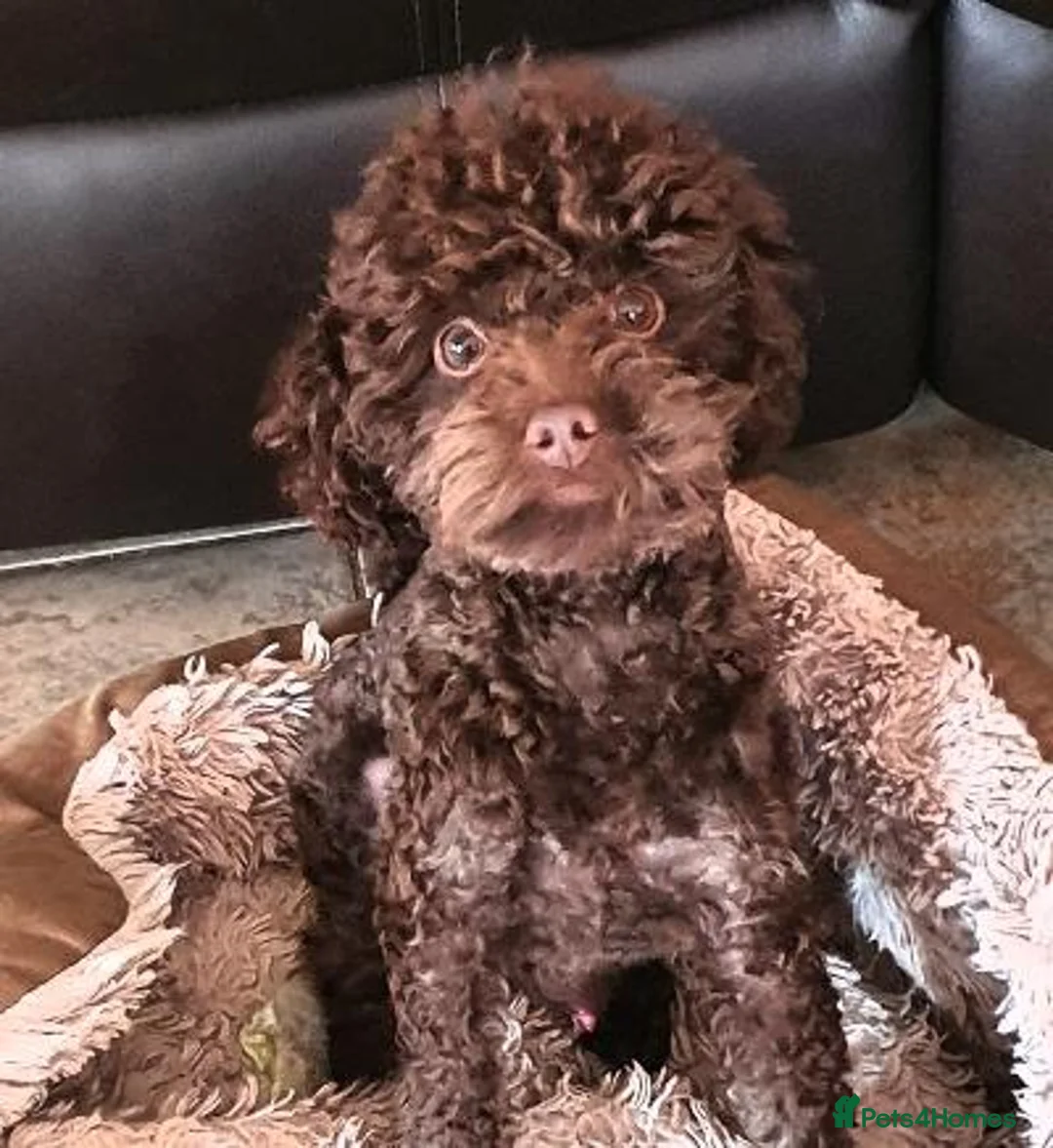 Poodle dogs for stud: Tiny kc reg chocolate toy poodle.STUD ONLY! in Lincoln - Advert 6