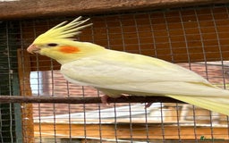 Cockatiels birds for sale: Baby Cockatiels - Image 6
