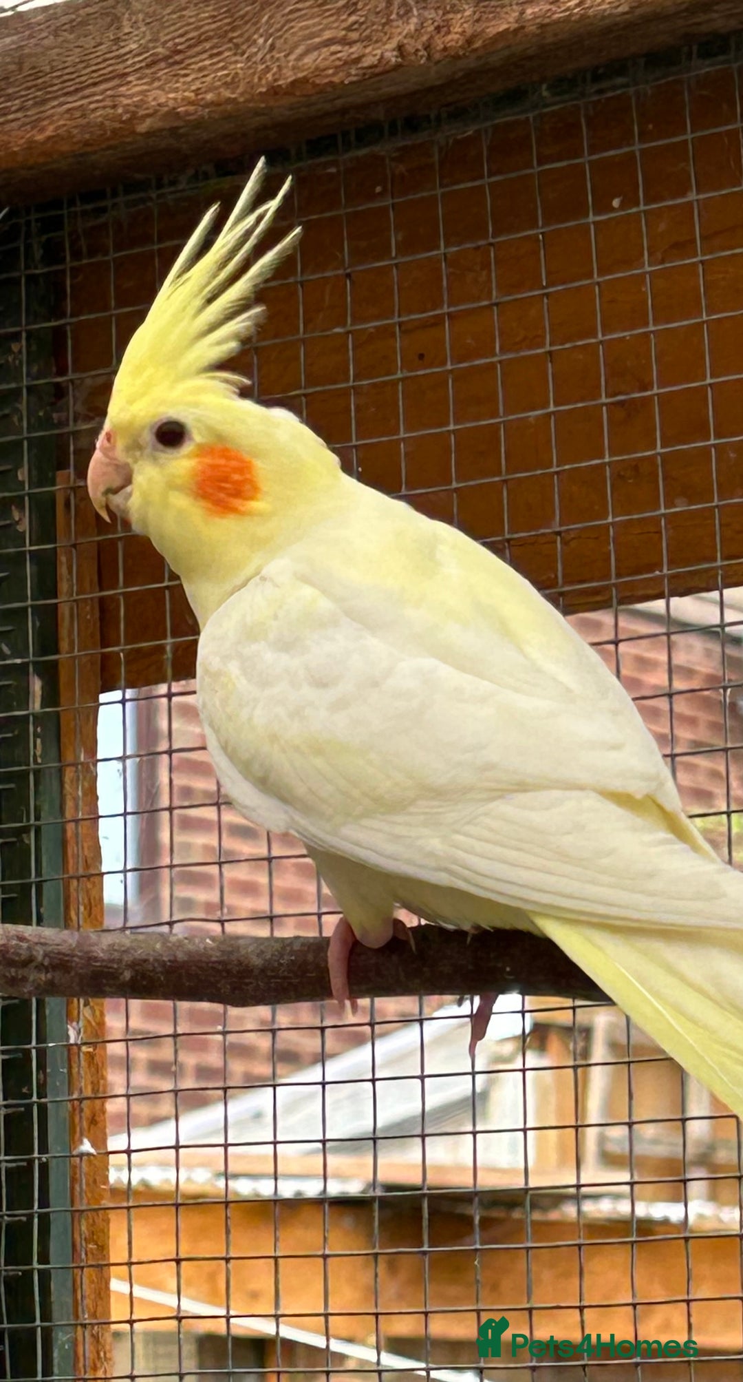 Cockatiels birds for sale: Baby Cockatiels - Image 6