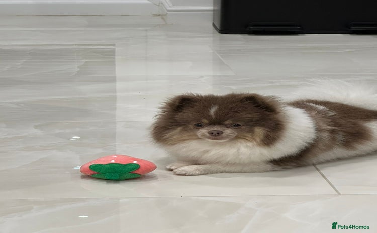 Pomeranian dogs  Tiny rare lilac tan Parti girl 💖 - Advert 10