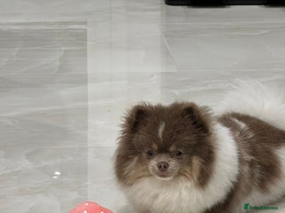 Pomeranian dogs Tiny rare lilac tan Parti girl 💖 - Advert 18