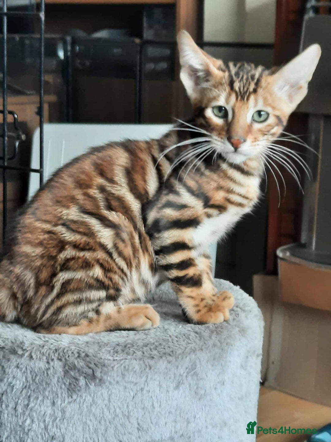 Toyger cats for sale: STUNNING TICA REG, PEDIGREE TOYGER CUBS - Image 20