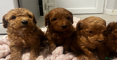 Cockapoo dogs F1b cockapoo  - Advert 4