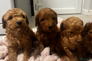 Cockapoo dogs F1b cockapoo - Advert 14