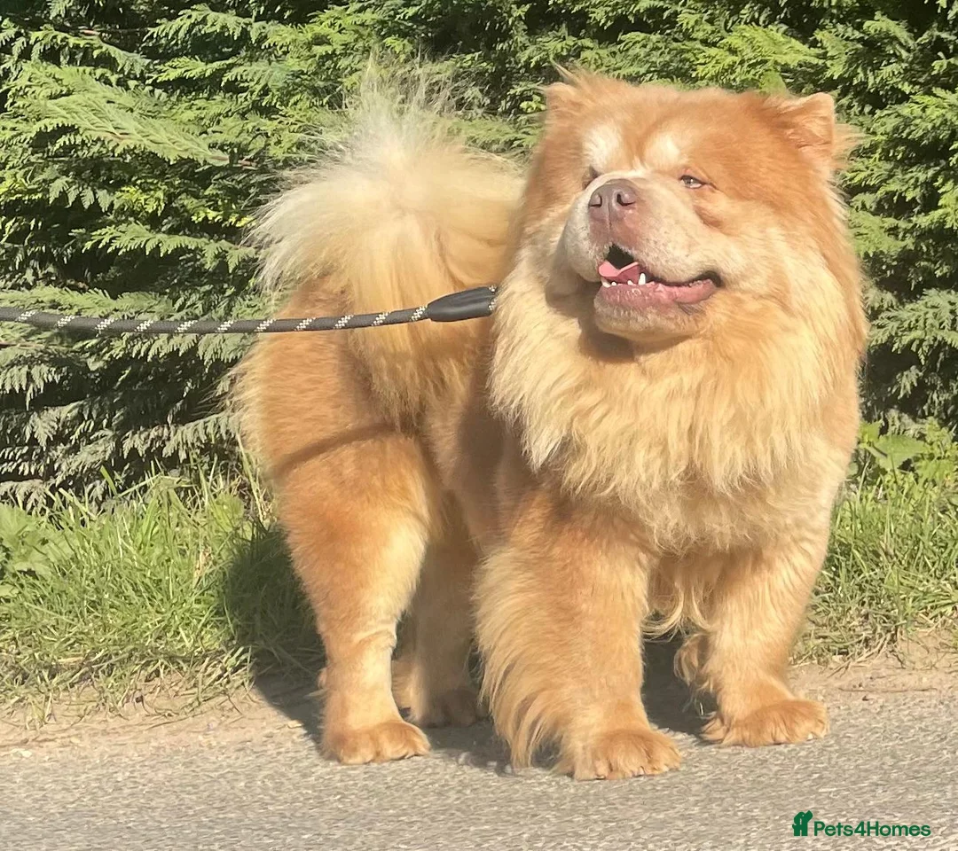 Chow Chow dogs for stud: lilac carrying tan - Advert 2