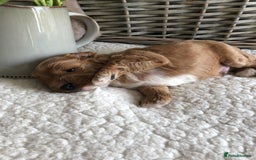 Cavapoochon dogs for sale: Cavapoochon puppies *1 boy remaining* - Image 5