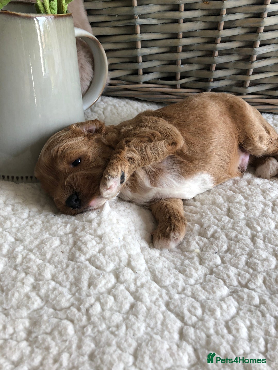 Cavapoochon dogs for sale: Cavapoochon puppies *1 boy remaining* - Image 5