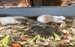 Guinea Pig rodents for sale: Lots of lovely baby guinea pigs - Image 1