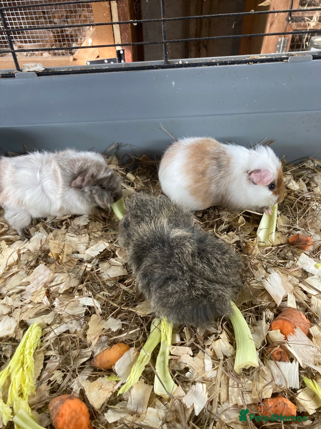 Guinea Pig rodents for sale: Lots of lovely baby guinea pigs - Image 1