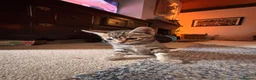 Mixed Breed cats for sale: Adorable kittens in Chesham - Advert 3