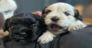 Mixed Breed dogs - Advert 2
