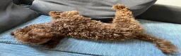 Cockapoo dogs for sale: Gorgeous Cappuccino Curly Cockapoo in Milton Keynes - Advert 3
