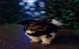 Biewer Terrier dogs for stud: Purebred Pedigree Biewer Terrier Proven Stud in Merthyr Tydfil - Image 34