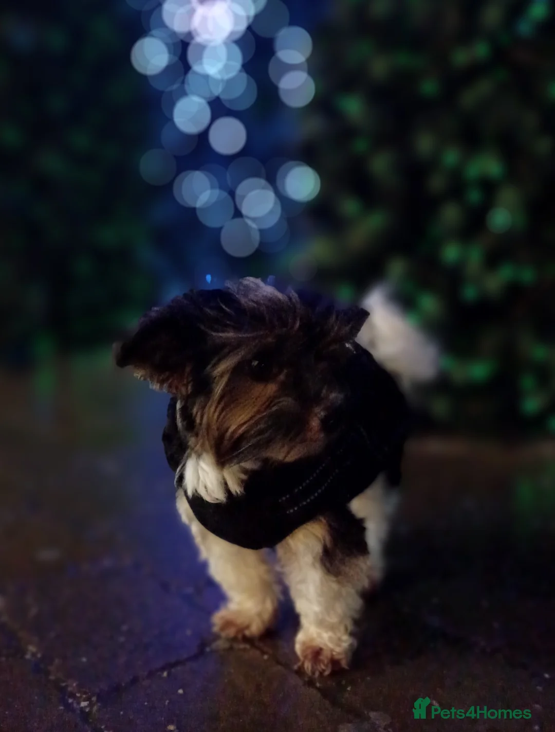 Biewer Terrier dogs for stud: Purebred Pedigree Biewer Terrier Proven Stud in Merthyr Tydfil - Advert 34