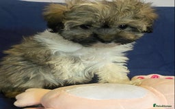 Mixed Breed dogs for sale: Beautiful Shihpoo cross maltese puppies - Image 29