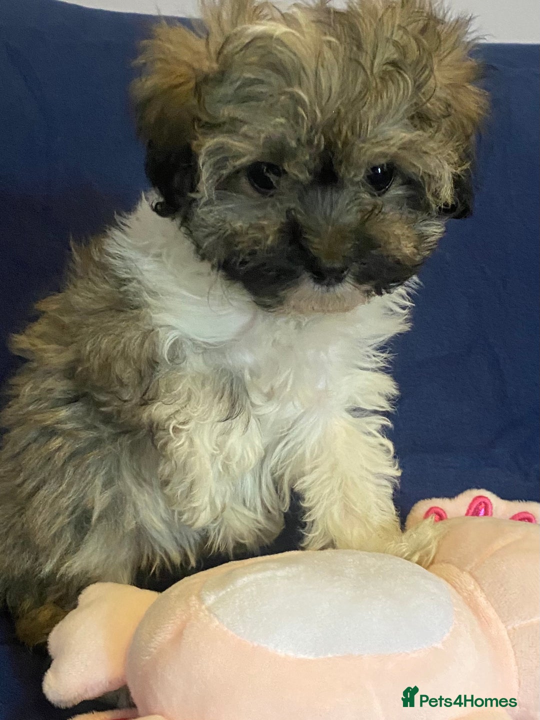 Mixed Breed dogs for sale: Beautiful Shihpoo cross maltese puppies - Image 29
