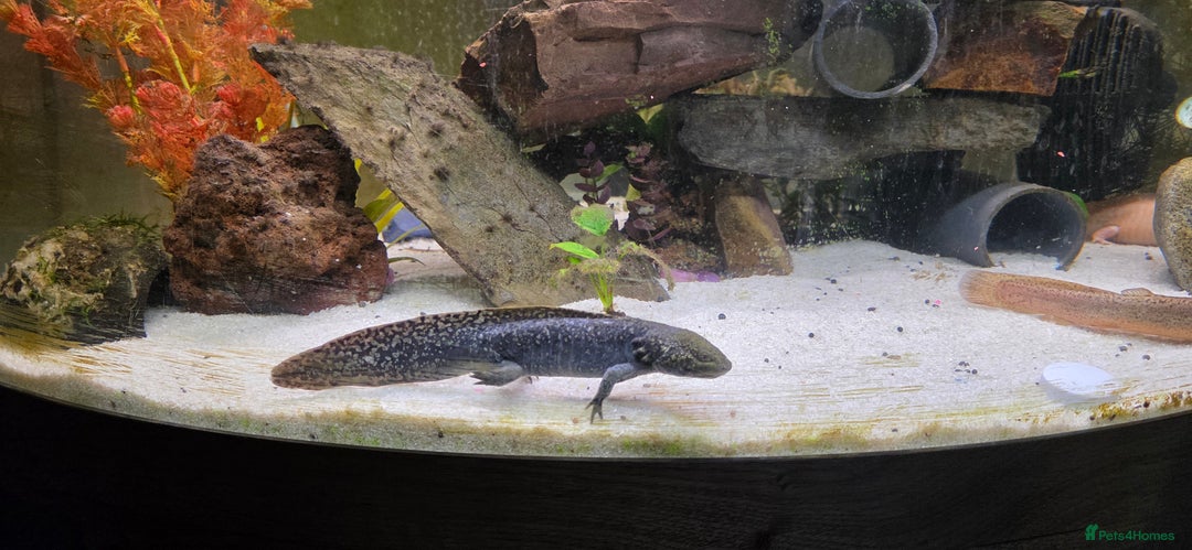 Axolotl reptiles for sale: Pair of axolotl  - Image 6