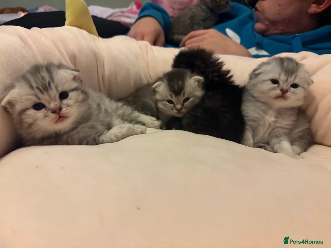 Scottish Fold cats for sale: Absolutely unreal Scottish fold x BSH litter!  - Advert 7