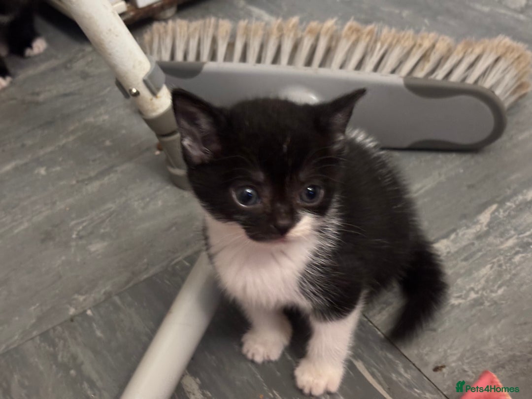 Mixed Breed cats for sale: Adorable Fluffy Kittens - Advert 15