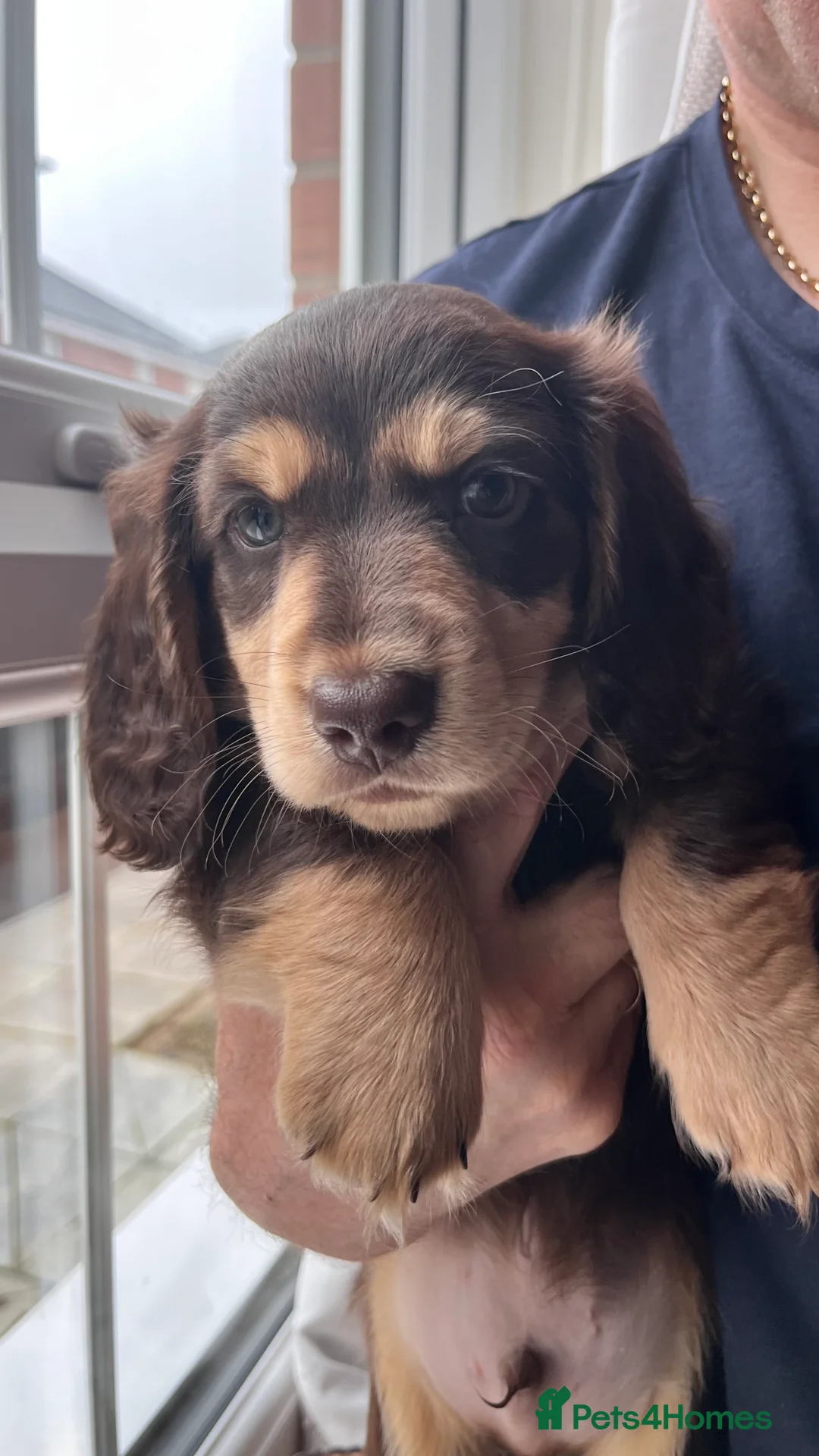 Miniature Dachshund dogs for sale: Male miniature dachshund  - Advert 1