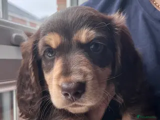 Miniature Dachshund dogs Male miniature dachshund - Advert 1