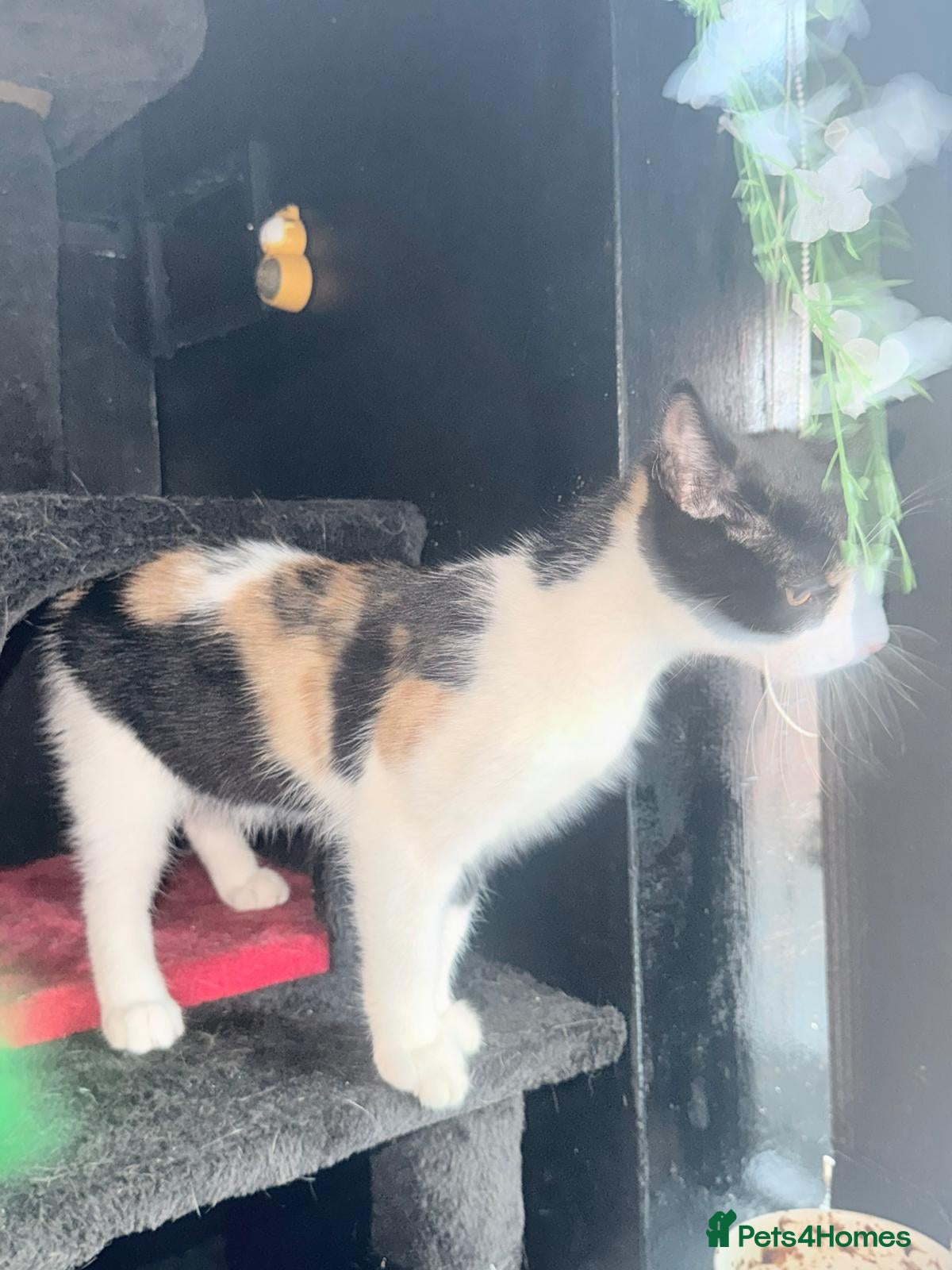 Mixed Breed cats Beautiful girl for sale  - Advert 1