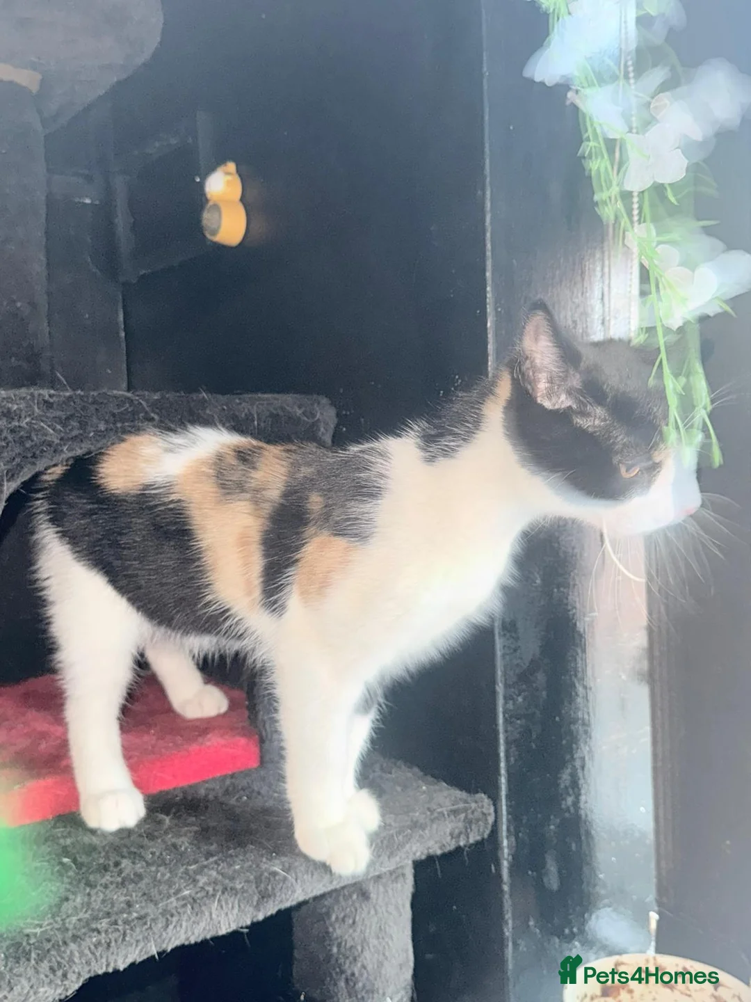 Mixed Breed cats for sale: Beautiful girl for sale  - Advert 1