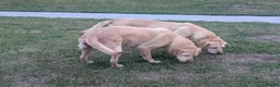 Labrador Retriever dogs for sale: Dolly&Patsy❤️ KC Reg Labs Looking for Forever Home - Advert 10