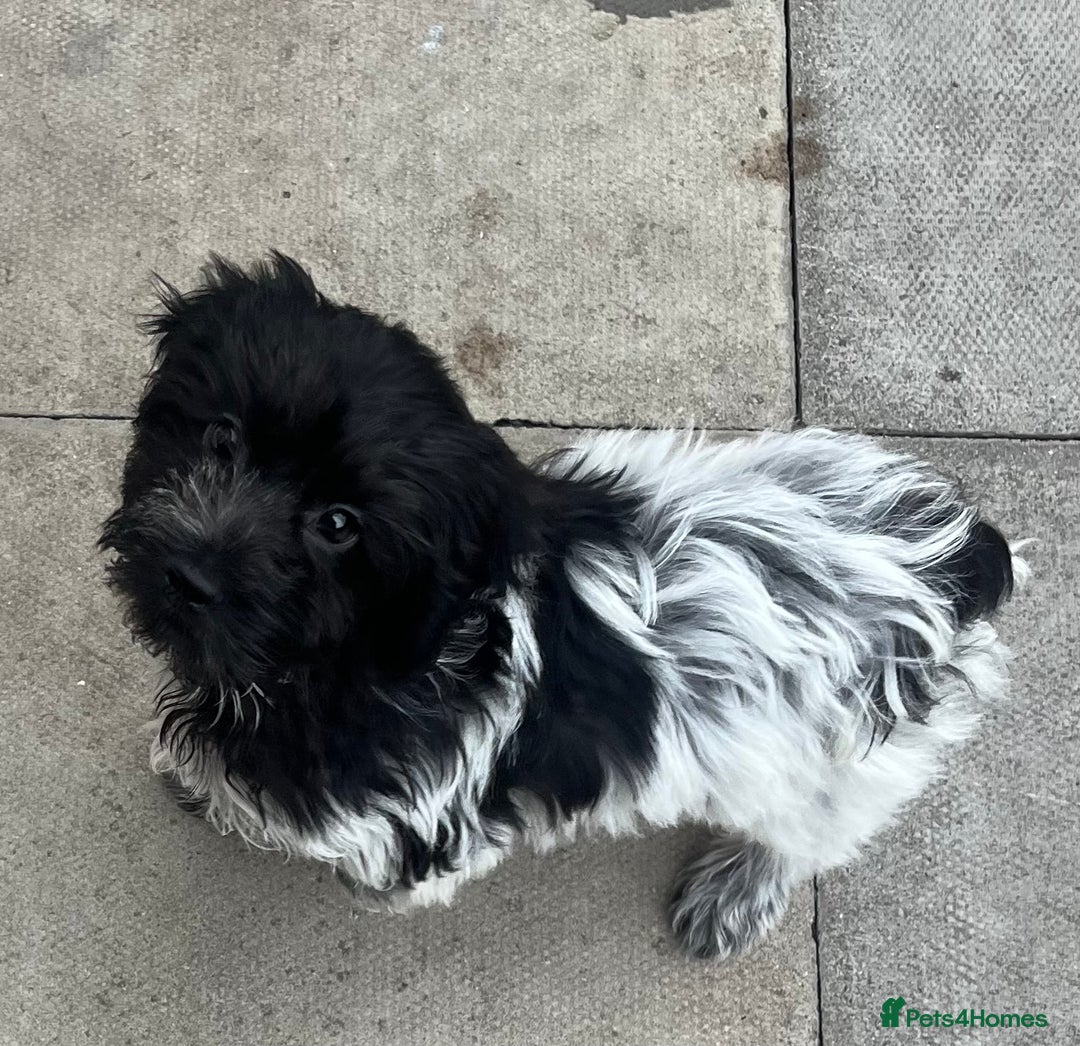 Cockapoo dogs for sale: F1b beautiful girl  - Image 7