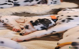 Dalmatian dogs for sale: Beautiful KC Registered Dalmatian Litter - Image 5