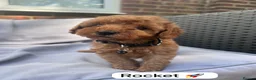 Cockapoo dogs for sale: A** Adorable Cockerpoo Puppies  - Advert 12