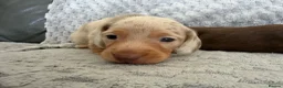 Miniature Dachshund dogs for sale: KC Mini Dachshunds – 2 Boys, 1 Dapple Girl in Prescot - Advert 9