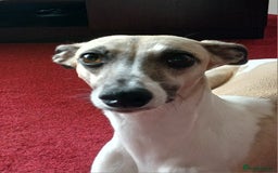 Whippet dogs for sale: Stunningly Beautiful Whippet Puppies. - Image 9