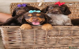 Cocker Spaniel dogs for sale: Ready this Thursday vet checked  - Image 1