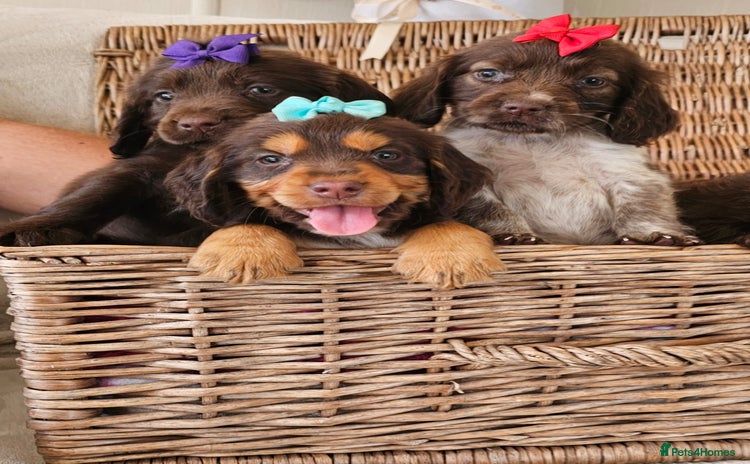 Cocker Spaniel dogs - Advert 8