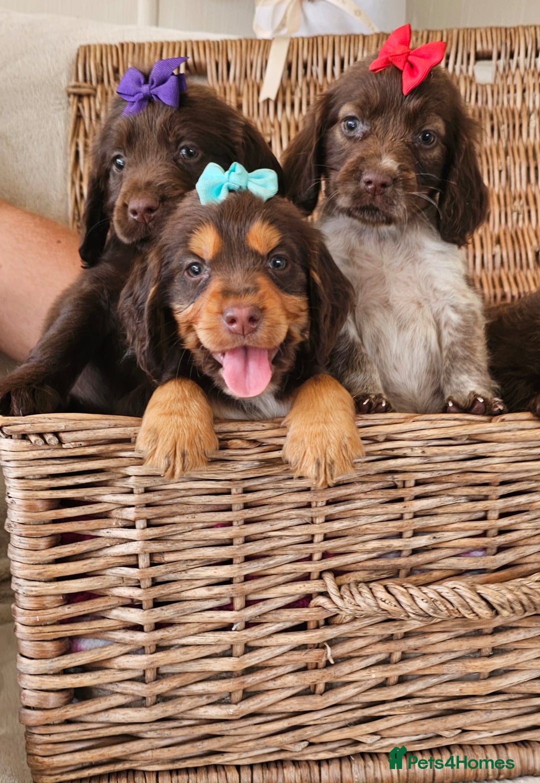 Cocker Spaniel dogs for sale: Ready this Thursday vet checked  - Image 1