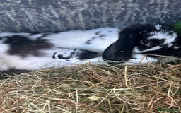 Mini Lion Lop rabbits for sale: Baby lion lops for sale  - Image 14