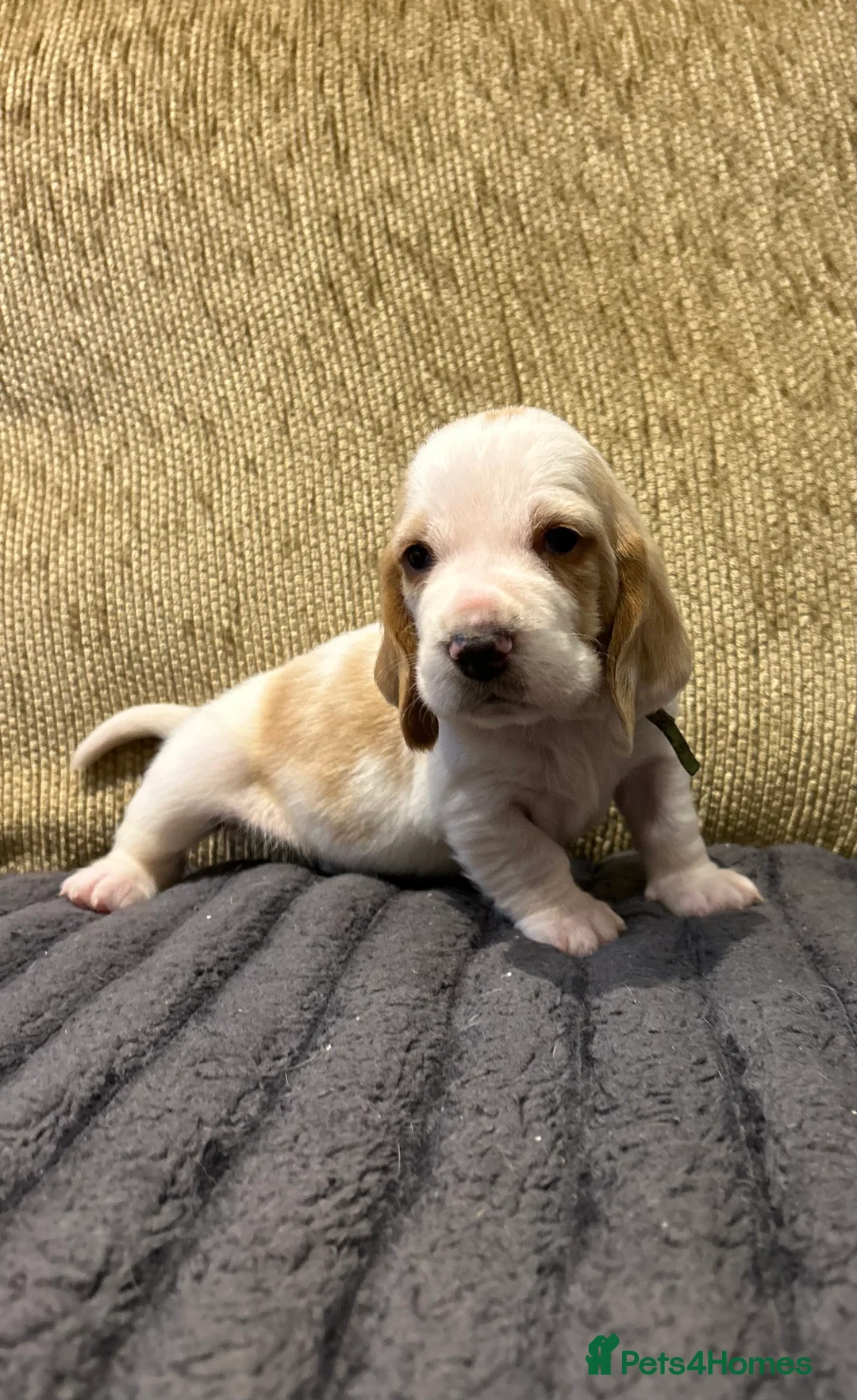 Basset Hound dogs for sale: Basset hound puppies!!! KC reg. - Advert 9