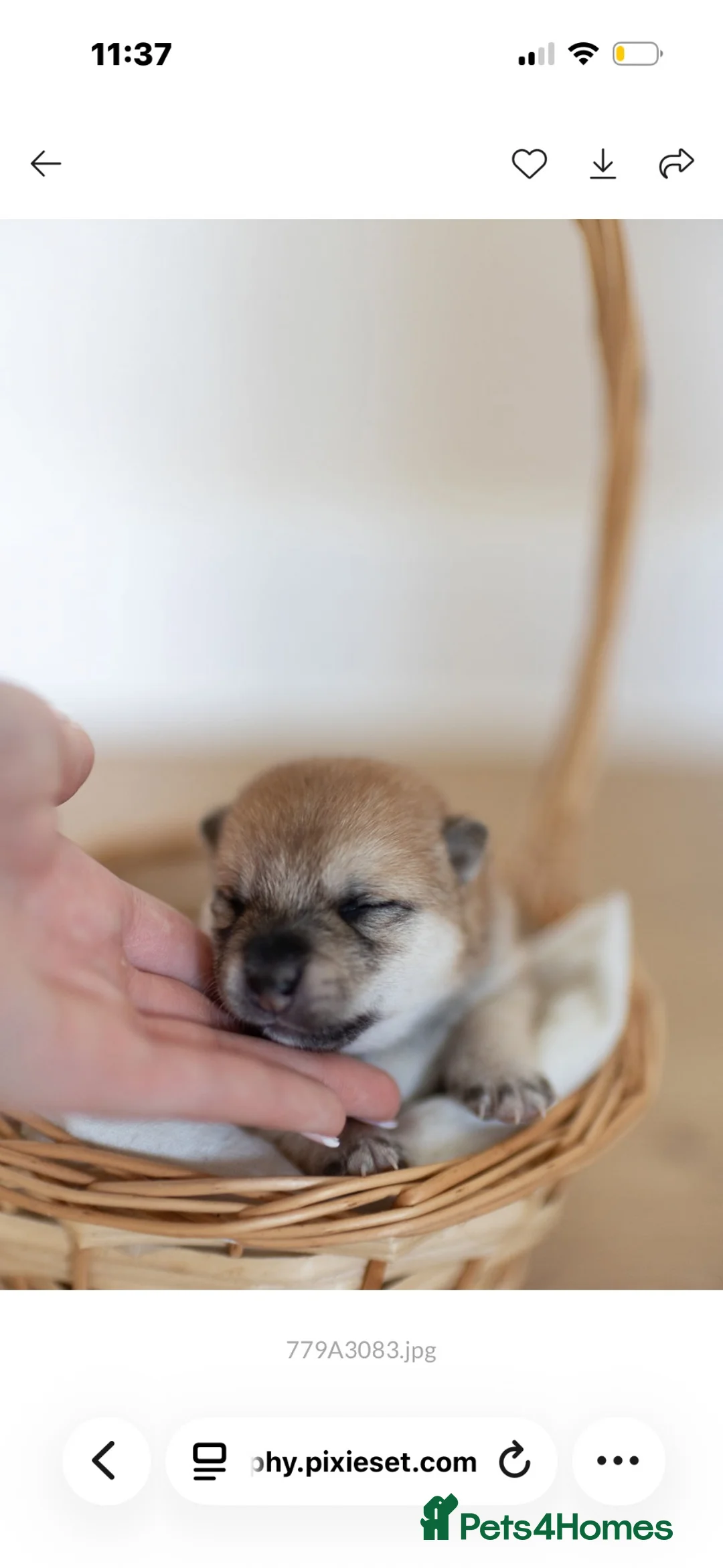 Japanese Shiba Inu dogs for sale: Beautiful Shiba Inu puppies  - Advert 9